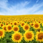 Sommerliches Feld voller Sonnenblumen